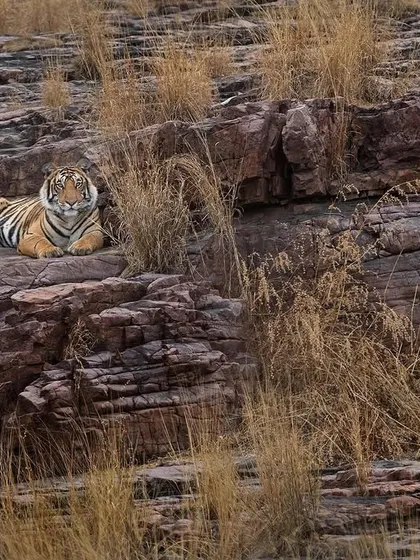 A cub of tigress T8 and the male Kumbha, resting on the rocks. Photographing the next generation is crucial for documenting the park's future.