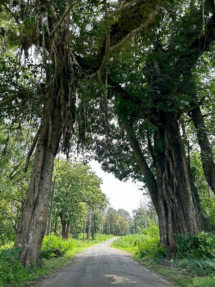 Looking up at these ancient trees, I feel the magic of different paths opening up. Nature is a constant source of wonder and a reminder of the unseen forces that guide us.