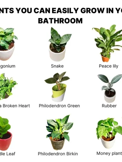 Looking to add some green to your bathroom? Here is a list of plants that grow easily in the lower light and higher humidity typical of bathrooms, including the hardy Snake Plant, Peace Lily, and ever-popular Money Plant.