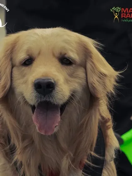 Just look at that happy face. At the end of the day, my goal is to create an experience where every dog feels happy, safe, and celebrated. This beautiful Golden Retriever was one of the many happy participants at our Pawsome Olympics.
