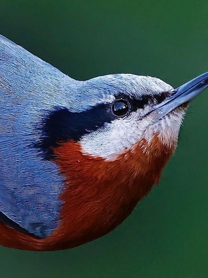 A Chestnut-bellied Nuthatch in a classic pose, looking up. The portrait shows off the sharp black eyestripe that contrasts with its white throat and blue-grey back.