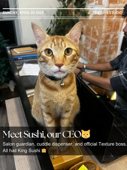 Meet the real boss, our CEO (Cat Executive Officer), Sushi. He’s in charge of quality control, cuddle distribution, and making sure the vibes are always immaculate.