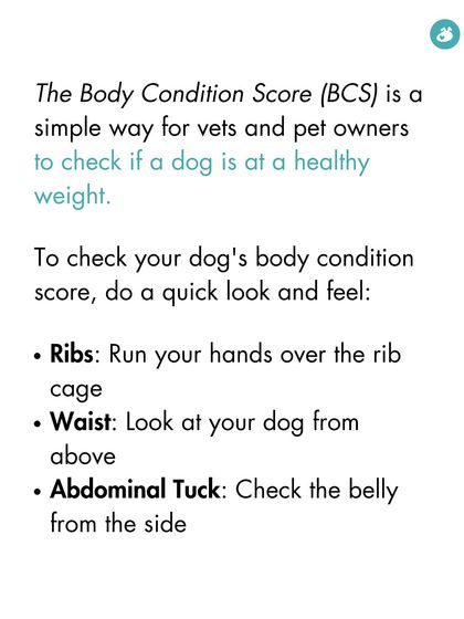 The Pack - Online Pet Parent Community Expert Advice You Can Trust photo 5