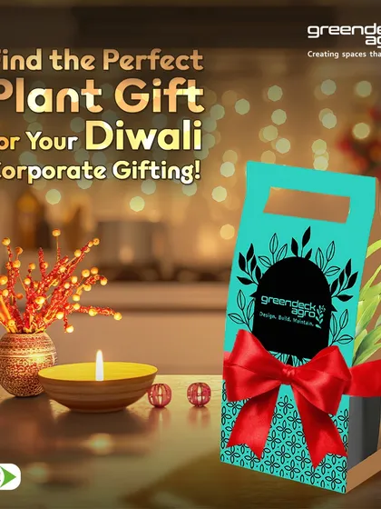 Find the perfect plant gift for your Diwali corporate gifting needs with me. My festive packaging and healthy plants make for a delightful and sustainable present.