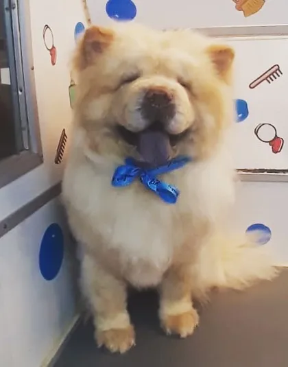 Look at that happy face! This fluffy Chow Chow is feeling amazing after a full grooming session in my van. My goal is always to make them look and feel their absolute best.