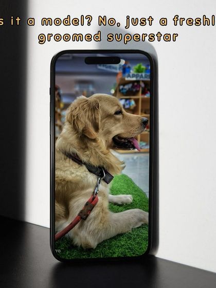 Oh My Dawg - Pet Grooming Services Grooming Glow-Ups: Before & After photo 5