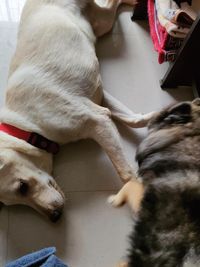 Dog Daycare