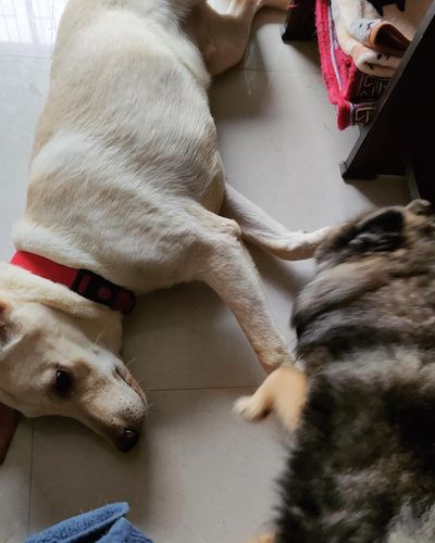 Dog Daycare
