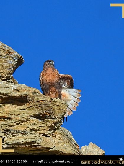 Himalayan Expeditions: Birds & Snow Leopards photo 8