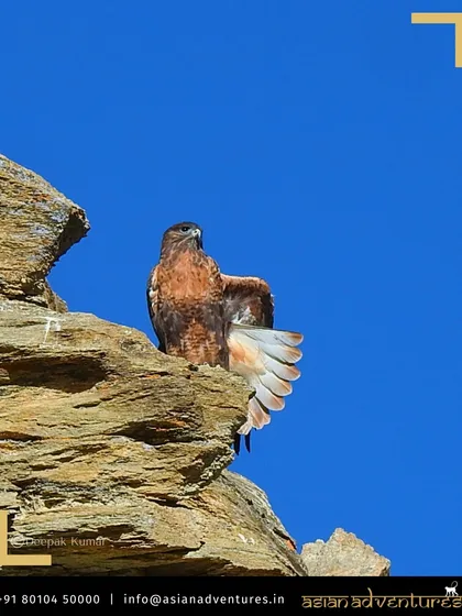 An Upland Buzzard, a formidable raptor of the high plateaus, prepares for flight from a rocky perch against a brilliant blue Ladakhi sky. Our birding tours in Ladakh focus on such specialized high-altitude species.