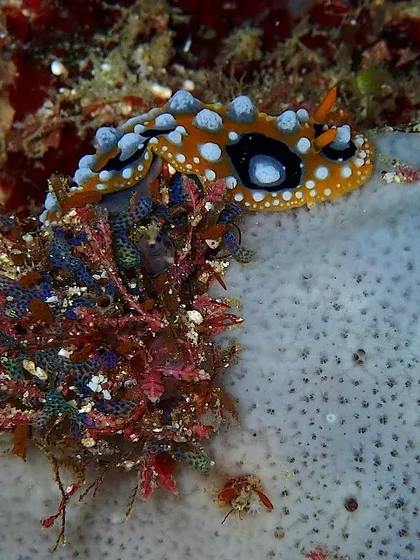 A Doto nudibranch, a tiny but incredibly intricate creature found on the reefs near Sipadan. It shows the amazing biodiversity of the area.