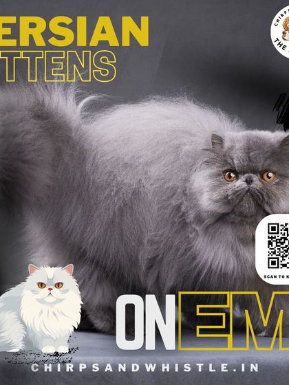 This beautiful grey Persian cat could be yours on an easy EMI plan. Scan the QR code or visit our website to learn more about our flexible payment options for pet adoption.
