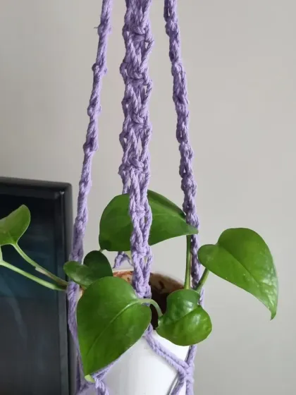 A single lavender macrame plant hanger, holding a lovely green money plant. The color adds a soft, calming touch to your indoor garden.