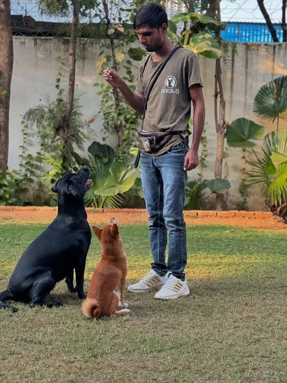 One of our expert handlers working with two dogs, teaching them to be patient and focused.