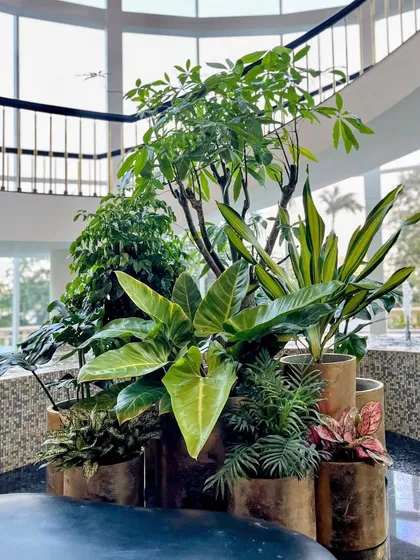 Plants, just like people, thrive as a community. This happy plant installation at the Lake View Café in the Westin Mumbai Powai shows how grouping plants together creates a collective calm and a vibrant, living feature.