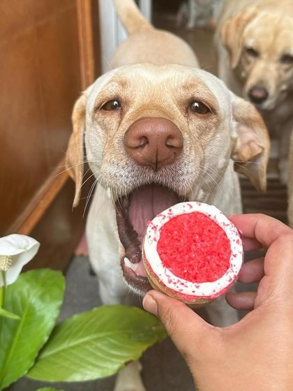 Pure excitement! This Labrador can't wait to get a bite of his special red-and-white Valentine's cookie. It's a moment of pure joy.