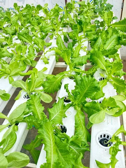 Fresh greens, grown in-house for farm-to-table freshness! Our catering business goes the extra mile to ensure each dish is crafted with sustainably sourced produce.