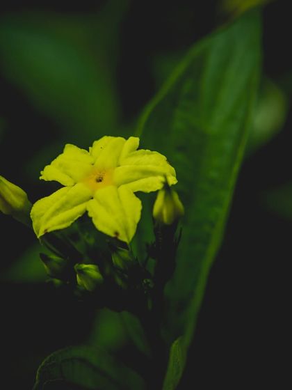 Zahid Moledina - Photography The World Up Close: Nature & Macro photo 25