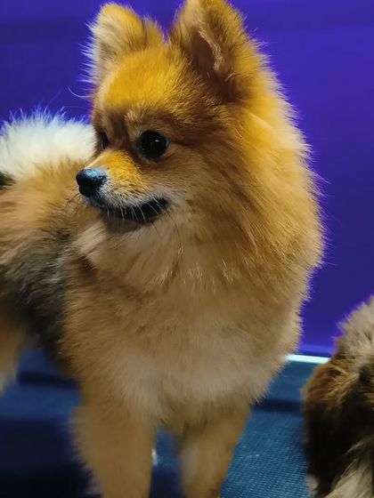 Bengaluru Pet Company - Pet Grooming Our Happy Clients photo 19