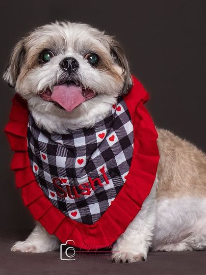 Sushi looking very stylish in her custom bandana. Studio portraits are a great way to show off your pet's favorite accessories.