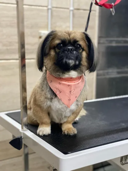 Olive the Lhasa Apso mix is looking so sweet and proper after her haircut.