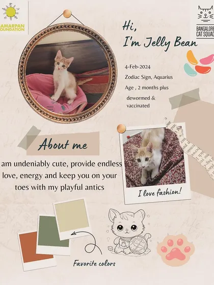 Meet Jelly Bean, a 2-month-old Aquarius kitten who is undeniably cute. Dewormed and vaccinated, she's ready to provide endless love and playful antics.