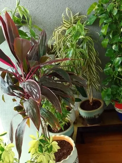 A variety of indoor plants, including a Cordyline and Song of India, adding different textures and colors to an interior space.