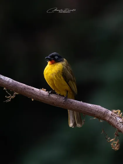 The Flame-throated Bulbul is a stunning bird found in the Western Ghats. Its bright yellow body and fiery orange throat make it an unforgettable sight.