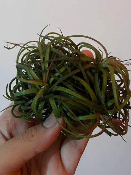 This is a Tillandsia 'Caput-Medusae', named for its snake-like leaves that resemble the head of Medusa.