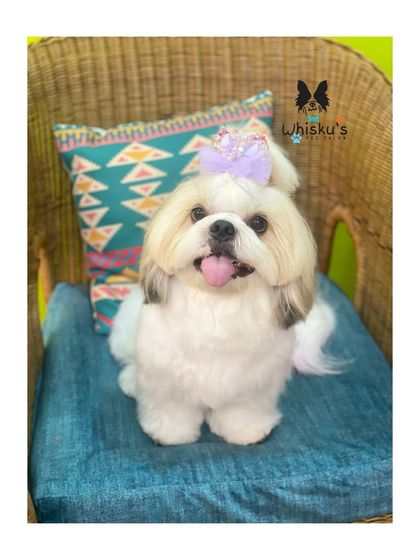 Furrybells Pet Grooming - Pet Grooming (Dogs & Cats) Breed-Specific Dog Styles photo 15