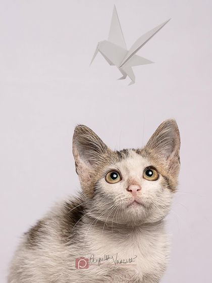 Pragalbh - Animal Rescue & Advocacy Photography Adoption Portfolios: Soulful Portraits for a Second Chance photo 13