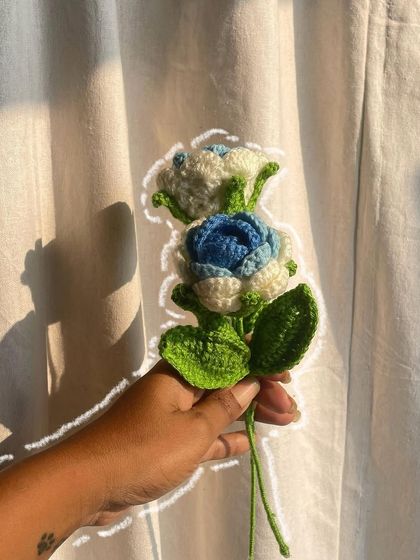 A single, beautiful blue and white rose, held up to the light. This photo highlights the unique color gradient of the flower.