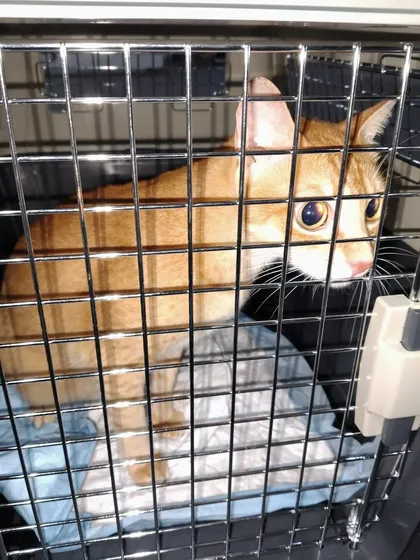 A close-up of Snowy inside his crate. The metal grid door provides excellent ventilation, which is a key feature of an IATA-approved crate.