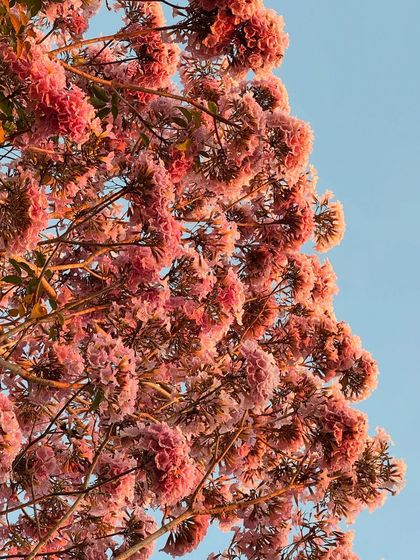 The vibrant Pink Trumpet tree in full bloom. During its season, it showers our paths with pink flowers, creating a truly magical and beautiful environment for our guests.