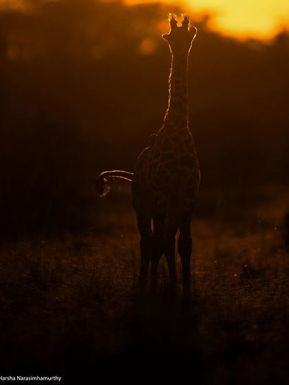 A young giraffe calf silhouetted against the golden morning light, its form outlined perfectly.