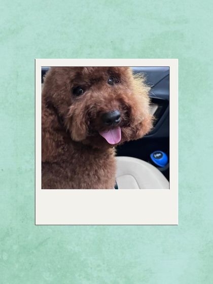 Words from Our Fur-Families photo 24