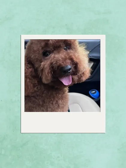 A photo of the poodle from the client testimonial, looking happy and relaxed.