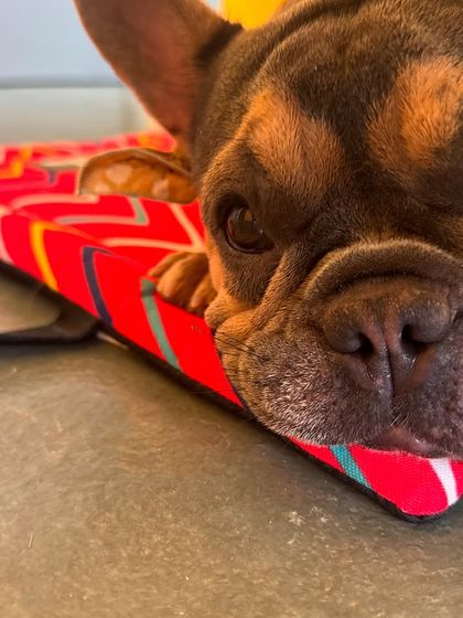 Daisy practicing the 'place' command, learning to be calm and relaxed on her mat.