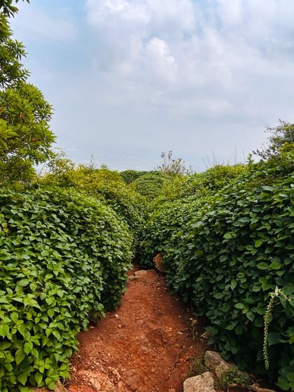 The unique "maze" of dense shrubs that you have to navigate on the Skandagiri trail.