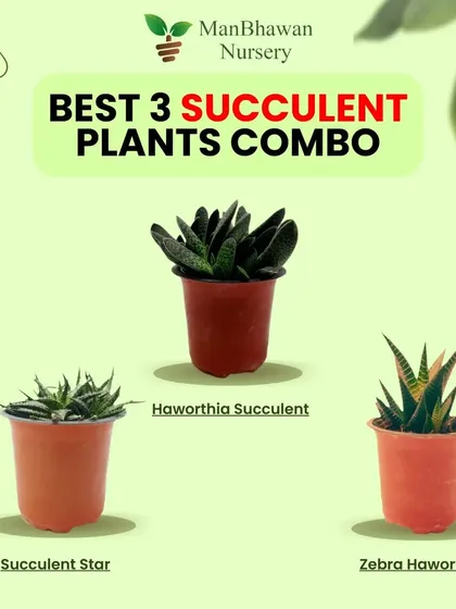 This 3-succulent plant combo is a perfect gift for the festive season. It includes a Haworthia, a Succulent Star, and a Zebra Haworthia, all of which are easy to care for and add natural beauty to any space.