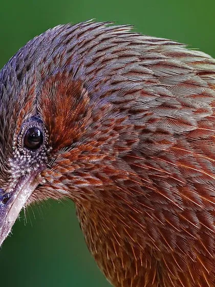 A macro view of a Streaked Laughingthrush's head and back. The image emphasizes the beautiful, intricate pattern of its feathers, which gives the bird its "streaked" name.
