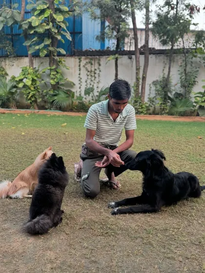 A handler working with a group of dogs, reinforcing calm behavior and focus.