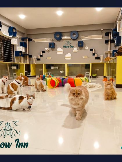 Meow Inn - Cat Lounge & Play Sessions Our Cat Paradise: A Tour of the Lounge photo 13