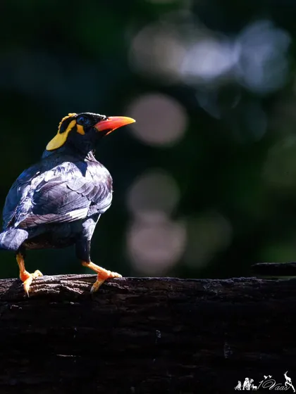 A Southern Hill Myna basking in a ray of sunlight, its glossy black plumage and bright yellow wattles glowing.