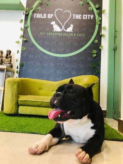 Tails of the City - Pet Grooming Our Happy Doggos photo 55