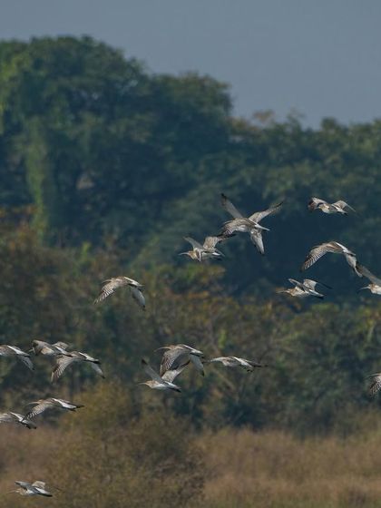 A flock of gulls flying over the forest canopy, a typical sighting near coastal wetlands.
