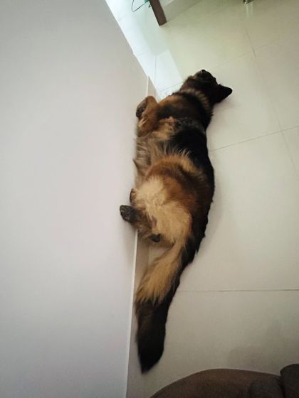 Star Pups - Pet Boarding & Daycare Additional Work & Moments photo 27