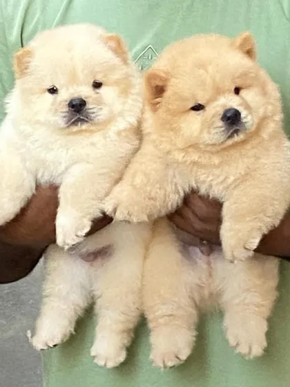 I am proud to present these two exceptional Chow Chow male puppies. They have the classic lion-like appearance with a dense, fluffy coat and are calm by nature, ready to become the centerpiece of a loving family.