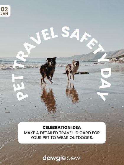For Pet Travel Safety Day, here are 6 tips to keep your pet safe on the go. My easy-to-store food packs are perfect for travel, as they don't require refrigeration.