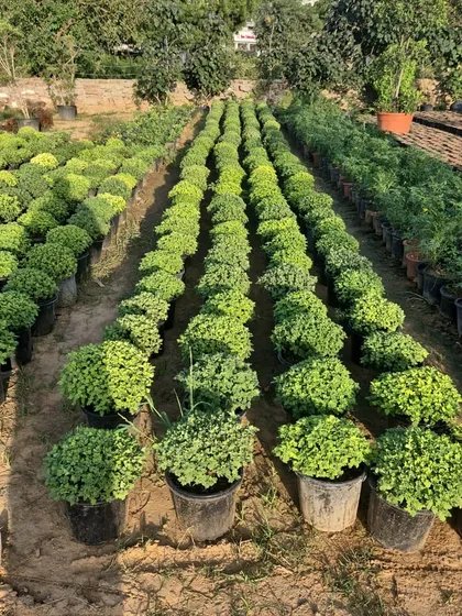 Another view of our Chrysanthemum stock, showing the consistent quality and size we provide for our wholesale and retail customers.